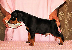 Жюль Верное Сердце Дель Айленд. Цвергпинчер.         