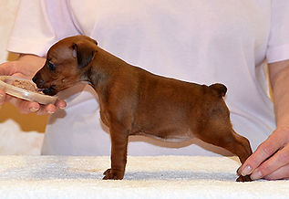 Шарлотта Шейн Дель Айленд-цвергпинчер