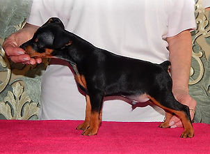 Щенки, пинчер, цвергпинчер, карликовый пинчер, питомник, Дель Айленд