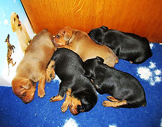 А-помёт Дель Айленд-питомник,цвергпинчер,пинчер