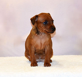 Шарлотта Шейн Дель Айленд-цвергпинчер