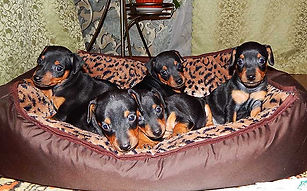 щенки, питомник, Дель Айленд, немецкий пинчер, цвергпинчер, карликовый пинчер