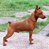 пинчер, карликовый пинчер, цвергпинчер, питомник, Дель Айленд