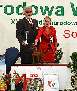 Дель Айленд, карликовый пинчер, цвергпинчер, немецкий пинчер, щенки, питомник, выставка