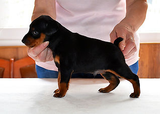 Дель Айленд,питомник,цвергпинчер,пинчер,карликовый пинчер,щенки,Беларусь,Минск