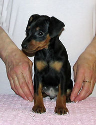 Питомник,Дель Айленд,пинчер,цвергпинчер,карликовый пинчер,Минск,Беларусь