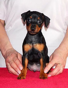 Щенки, пинчер, цвергпинчер, карликовый пинчер, питомник, Дель Айленд