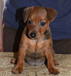 Дель Айленд,питомник,цвергпинчер,пинчер,карликовый пинчер,щенки