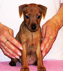 Хайма Дель Айленд-цвергпинчер