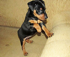 Хонда Дель Айленд-цвергпинчер