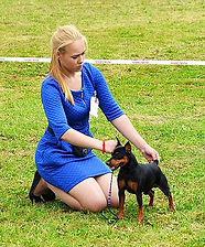 цвергпинчер,питомник,пинчер,карликовый пинчер,Беларусь,Минск