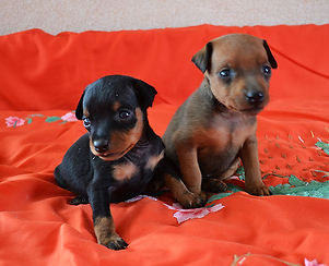 щенки, питомник, Дель Айленд, пинчер, карликовый пинчер, цвергпинчер