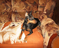 Жюль Верное Сердце Дель Айленд-цвергпинчер