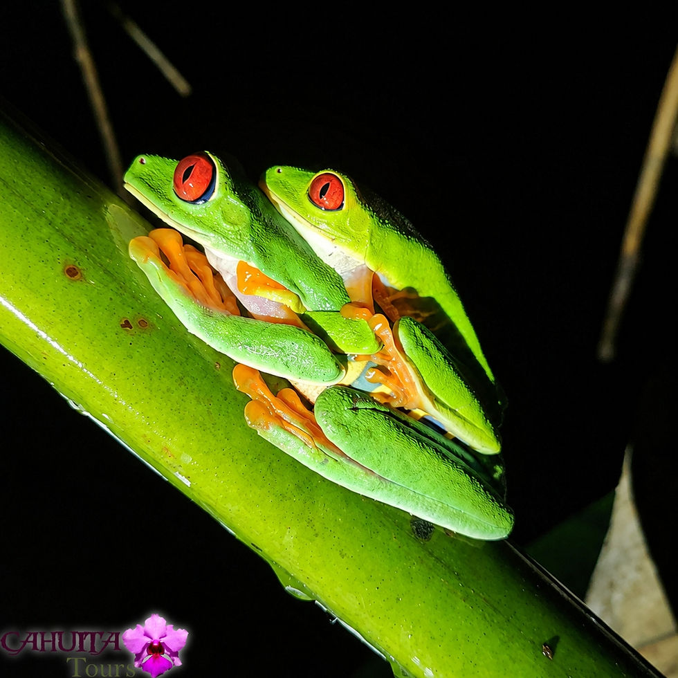 Pair of Red-Eyed Tree Frogs Agalychnis callidryas in amplexus