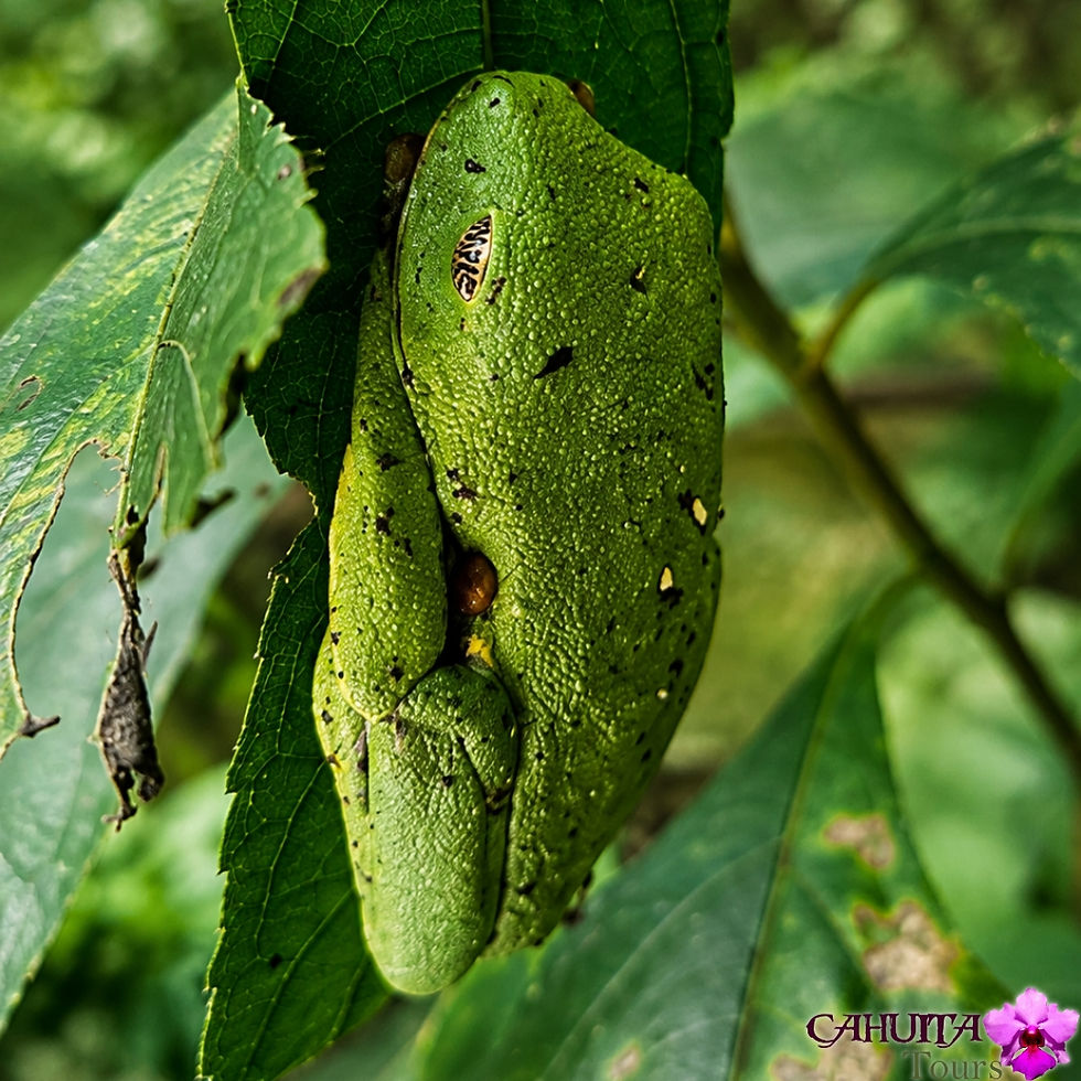 Agalychnis callidryas among vegetation