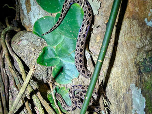 Ungaliophis panamensis: The Rare Dwarf Boa You Might Encounter on a Night Tour in Cahuita