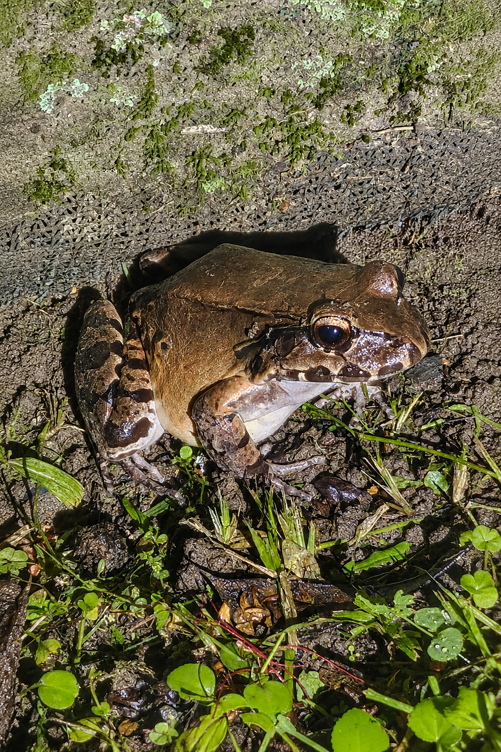 Savage’s thin-toed frog resting on the wet forest floor in Costa Rica