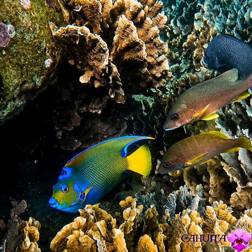 Copyright to Cahuita Tours
