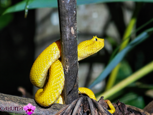 Bocaracá: Eyelash Viper in Costa Rica | Cahuita Tours