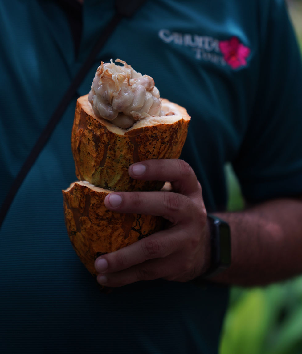 Cacao (Theobroma cacao) Copyright to Cahuita Tours