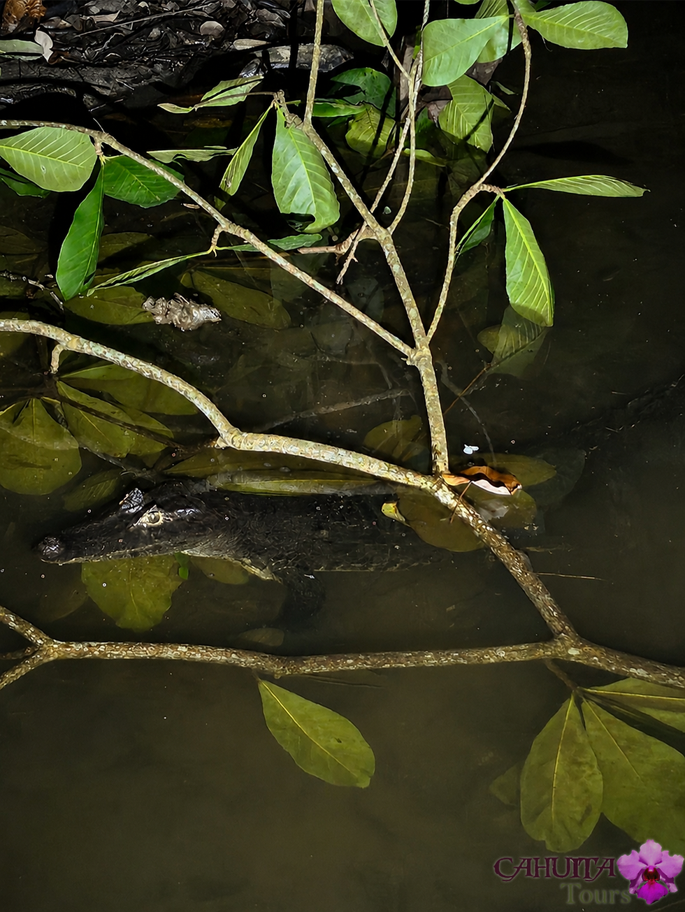 Spectacled Caiman at night in Costa Rica's Southern Caribbean.
