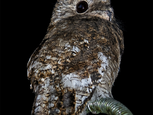 Great Potoo: The Ghost of Costa Rica’s Night Forest