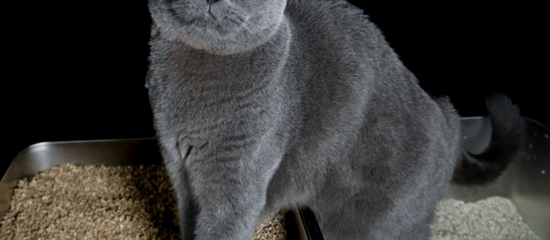 Katzenstreu einfach umstellen