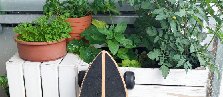 BALKONPFLANZEN
▪️KATZENWISSEN▪️