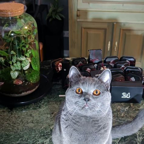 NACHHALTIGKEIT x Adventskalender