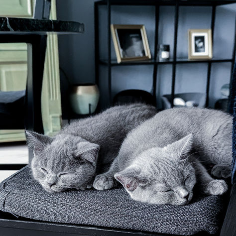 Warum Katzen so viel schlafen