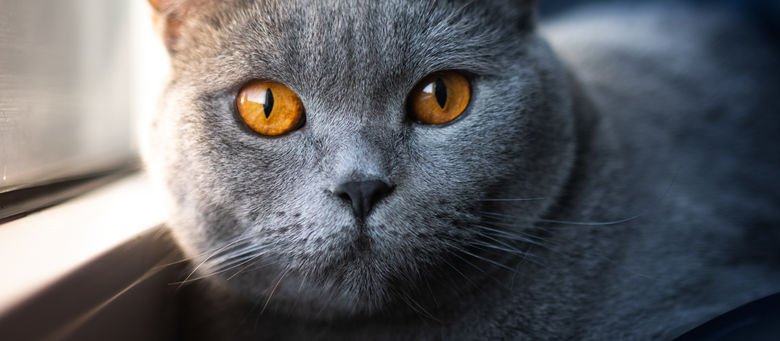 MYTHENMONTAG - Wohnungskatzen chippen lassen?