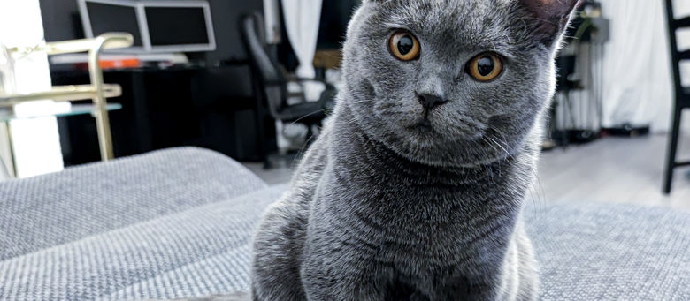 Merkmale der Katzenrasse Britisch Kurzhaar