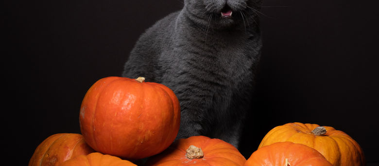 Die enorme Lebensmittelverschwendung im Herbst