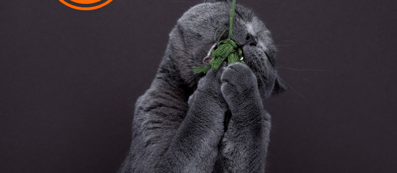 Nachhaltiges Katzenspielzeug - darauf solltest du achten