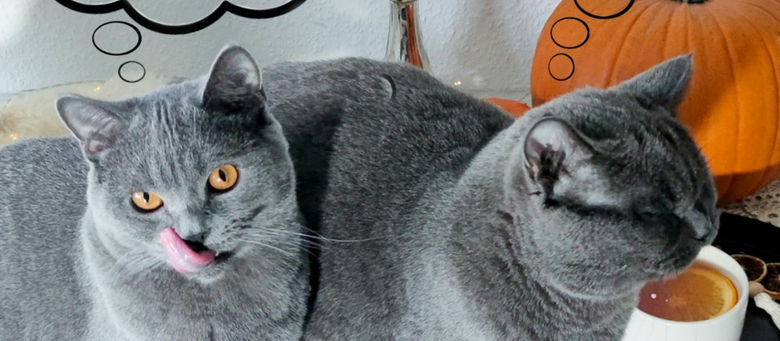 "Futterumstellung? Bei meinen Katzen geht das nicht."