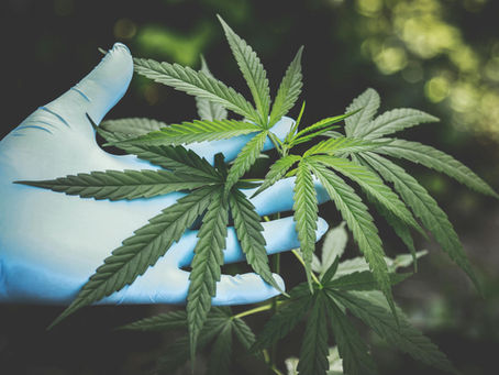 Identa narkotest sünteetiliste kannabinoidide avastamiseks.