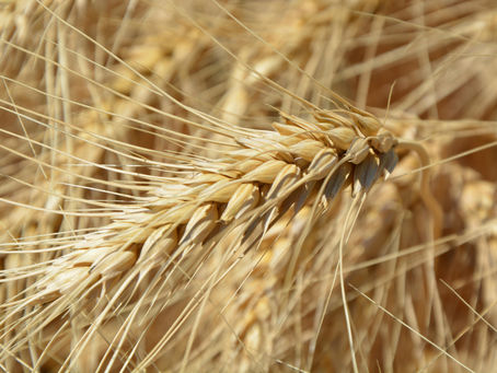Gluten Alarm test – Kiire ja usaldusväärne lahendus gluteenitalumatuse avastamiseks