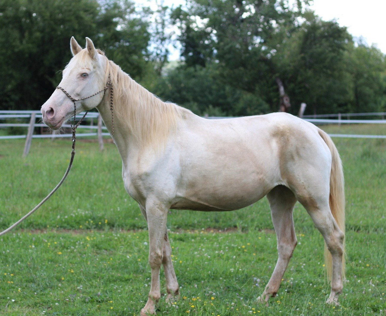 Le Rocky Mountain Horse domainedeshiva