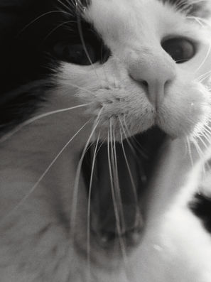 black and white image of cat yawning
