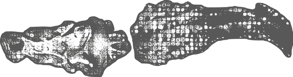 Lost In Lowcountry Alligator Logo