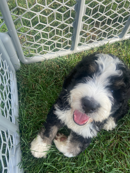 puppy.png