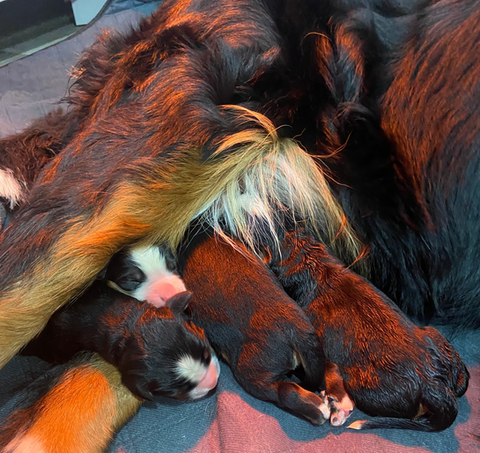 new born.png