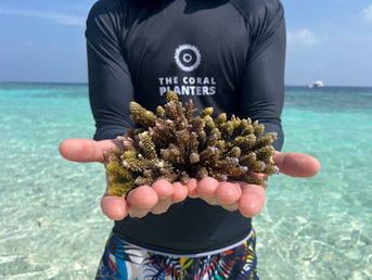 Luxury Maldives Resorts Lead Science-Backed Coral Reef Rehabilitation