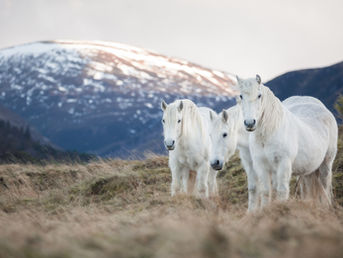 Top Equestrian Travel Destinations for the Year of the Fire Horse