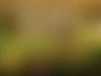 Orchids in Bloom Festival Returns to Fairchild Tropical Botanic Garden