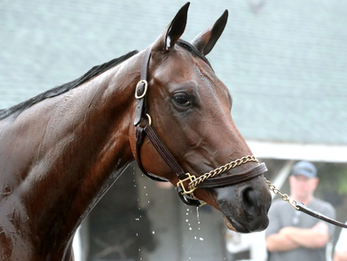 Behind-the-Scenes Look at 2026 Kentucky Derby and Oaks Contenders