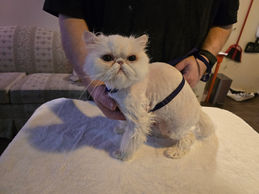 Long haired white cat after hair cut