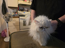 Long haired white cat before hair cut