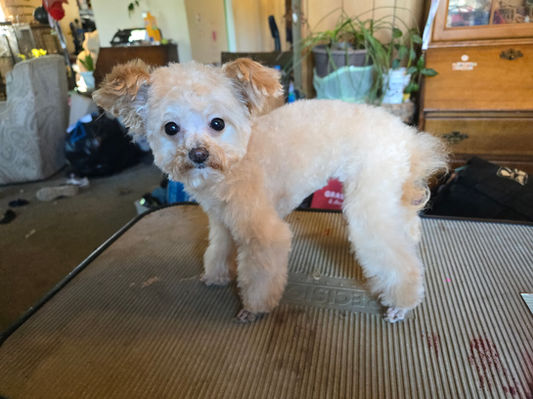 Pom, poodle mix freshly groomed