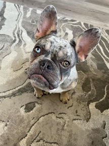 French Bulldog, Dog walker in Rainworth Mansfield